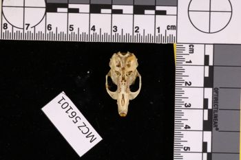 Media type: image;   Mammalogy 56101 Description: Image of skeleton specimen - dorsal skull view. Detailed image of the skull of the skeleton specimen.;